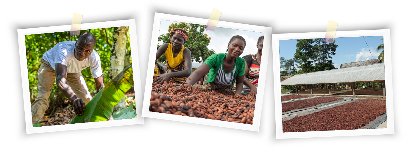 sustainability-raw-materials-polaroids-cocoa-cultivation